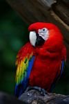 pic for scarlet macaw 